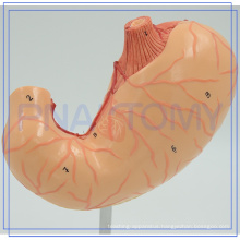 PNT-0459 body of stomach function